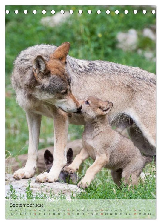 Produktbild: Emotionale Momente: Der Wolf. (Tischkalender 2026 DIN A5 hoch), CALVENDO Monatskalender