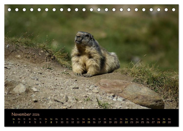 Produktbild: Wildlife - Verspielte Murmeltiere (Tischkalender 2026 DIN A5 quer), CALVENDO Monatskalender