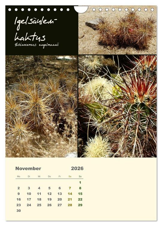Produktbild: Kakteen der US-S&uuml;dweststaaten (Wandkalender 2026 DIN A4 hoch), CALVENDO Monatskalender