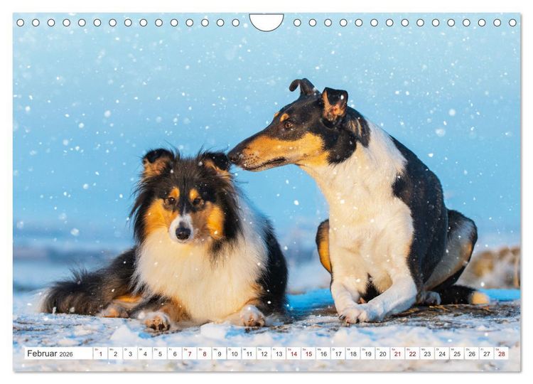 Produktbild: Collies - die sch&ouml;nsten Hunde der Welt (Wandkalender 2026 DIN A4 quer), CALVENDO Monatskalender