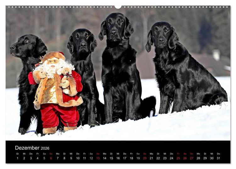 Produktbild: Flatcoated Retriever (Wandkalender 2026 DIN A2 quer), CALVENDO Monatskalender