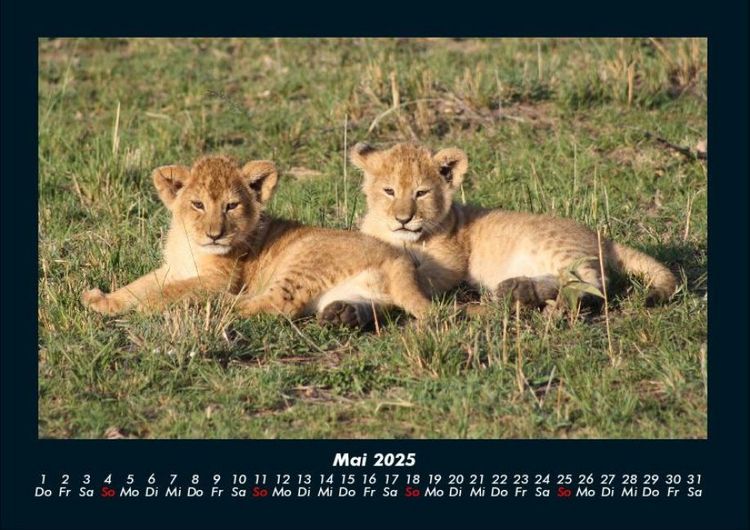Produktbild: L&ouml;wen in der Wildnis 2025 Fotokalender DIN A4