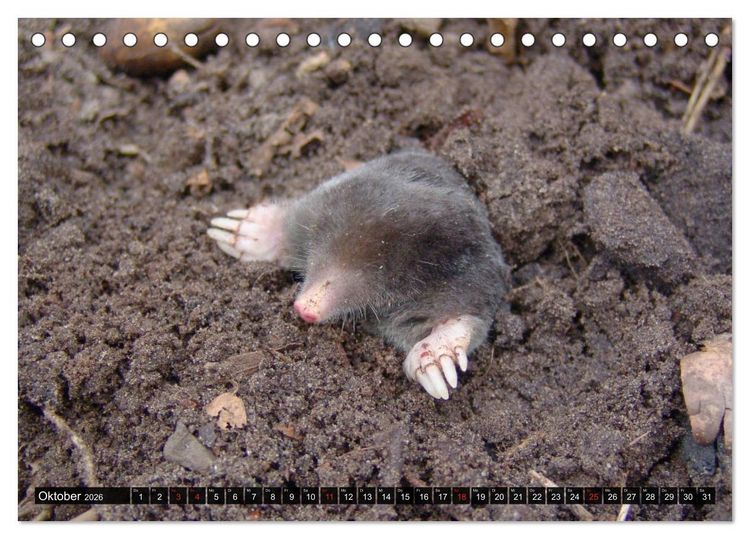 Produktbild: Abneigung und Ekel. Die unbeliebtesten Tiere (Tischkalender 2026 DIN A5 quer), CALVENDO Monatskalender