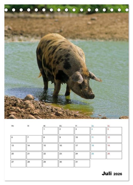Produktbild: Schweine 2026 (Tischkalender 2026 DIN A5 hoch), CALVENDO Monatskalender