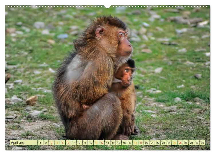 Produktbild: Affen - Affenkinder (Wandkalender 2026 DIN A2 quer), CALVENDO Monatskalender