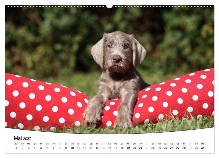 Produktbild: Welpen - Puppies (Wandkalender 2027 DIN A2 quer), CALVENDO Monatskalender