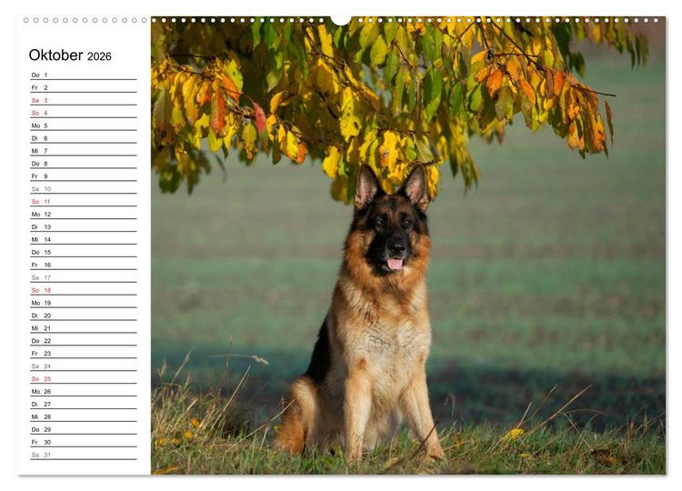 Produktbild: Deutsche Sch&auml;ferhunde - Senioren auf vier Pfoten (hochwertiger Premium Wandkalender 2026 DIN A2 quer), Kunstdruck in Hochglanz
