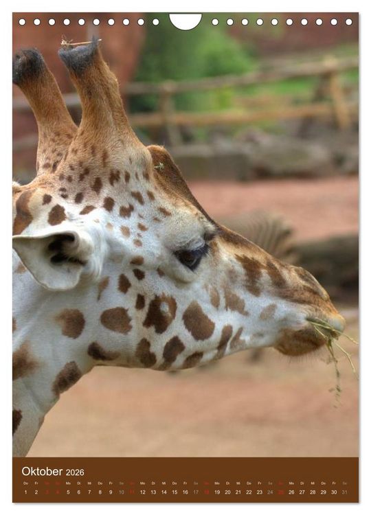 Produktbild: Giraffen (Wandkalender 2026 DIN A4 hoch), CALVENDO Monatskalender