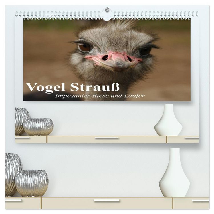 Produktbild: Vogel Strau&szlig;. Imposanter Riese und L&auml;ufer (hochwertiger Premium Wandkalender 2026 DIN A2 quer), Kunstdruck in Hochglanz