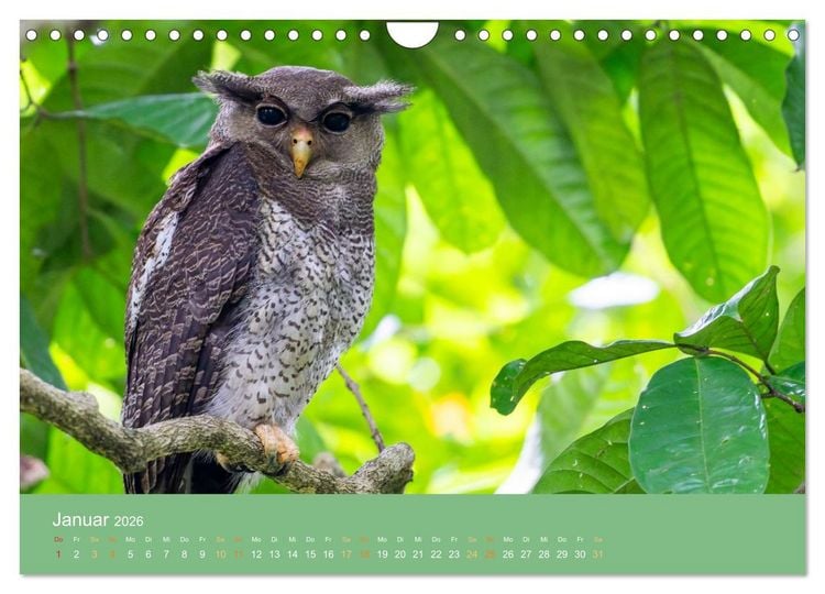 Produktbild: Zwischen Nebel und Baumriesen - V&ouml;gel Borneos (Wandkalender 2026 DIN A4 quer), CALVENDO Monatskalender