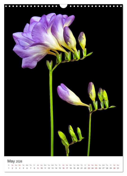 Produktbild: Springtime in my garden (Wall Calendar 2026 DIN A3 portrait), CALVENDO 12 Month Wall Calendar