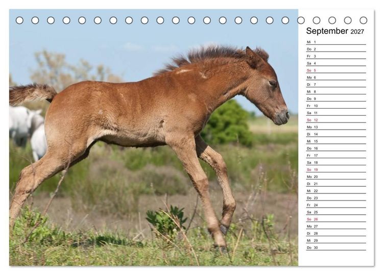 Produktbild: Pferde der Camargue &ndash; Schimmel im Rh&ocirc;nedelta (Tischkalender 2027 DIN A5 quer), CALVENDO Monatskalender