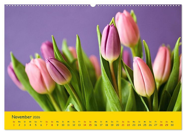 Produktbild: Tulpentraum (Wandkalender 2026 DIN A2 quer), CALVENDO Monatskalender