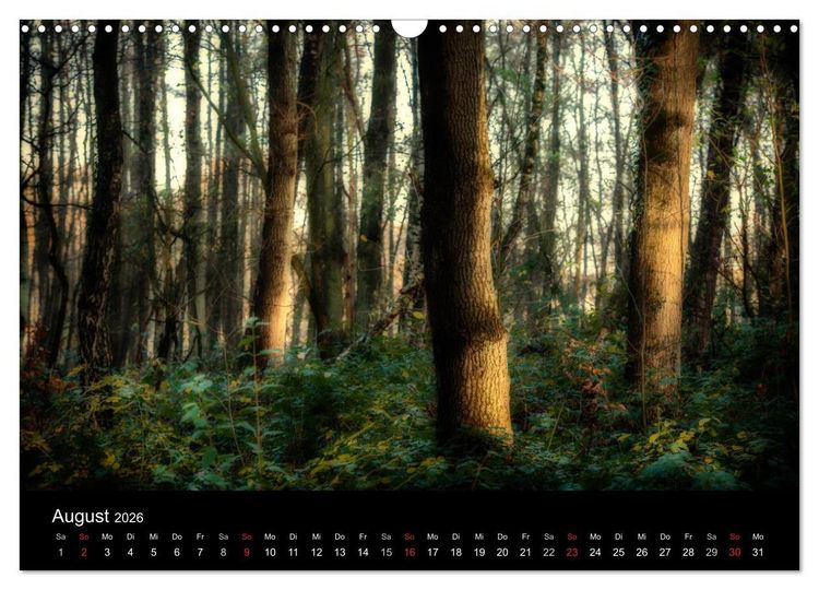 Produktbild: Mystische W&auml;lder (Wandkalender 2026 DIN A3 quer), CALVENDO Monatskalender