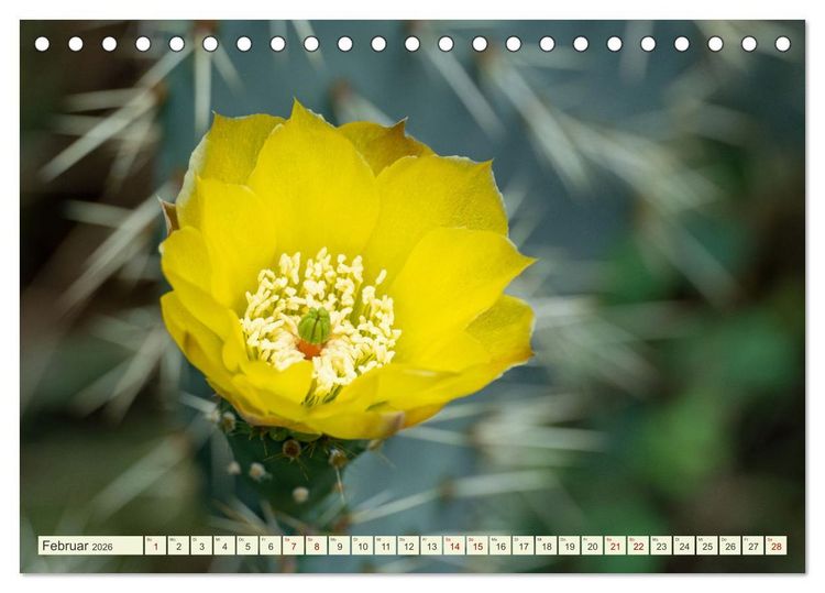 Produktbild: Mediterrane Flora - Pflanzen des S&uuml;dens (Tischkalender 2026 DIN A5 quer), CALVENDO Monatskalender