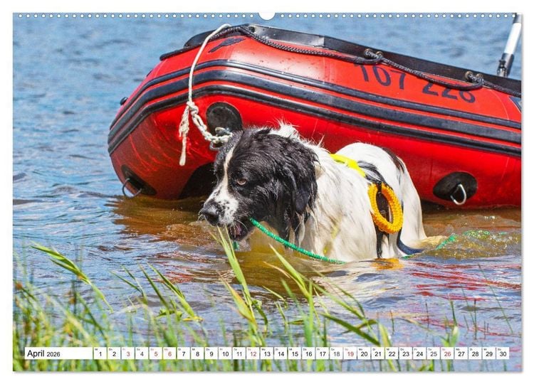 Produktbild: Landseer - Ein starker Freund auf 4 Pfoten (Wandkalender 2026 DIN A2 quer), CALVENDO Monatskalender