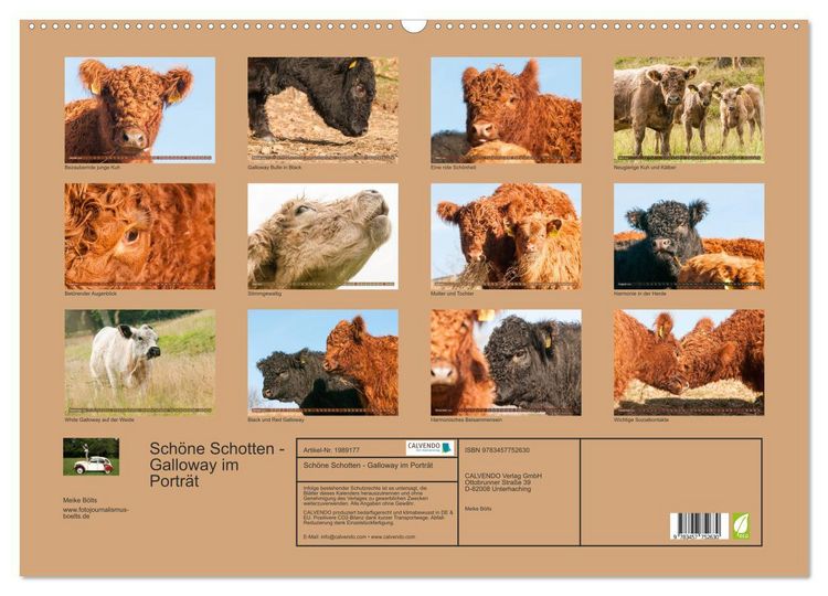 Produktbild: Sch&ouml;ne Schotten - Galloway im Portr&auml;t (Wandkalender 2026 DIN A2 quer), CALVENDO Monatskalender
