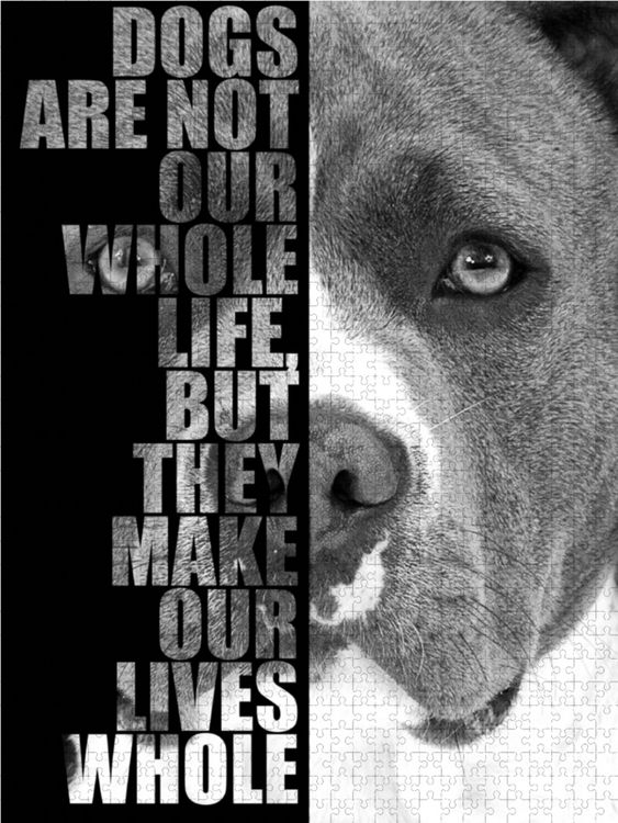 Produktbild: CALVENDO Puzzle American Staffordshire Terrier 1000 Teile Lege-Gr&ouml;&szlig;e 48 x 64 cm Foto-Puzzle Bild von Wilsigns.com - Nicole Hahn