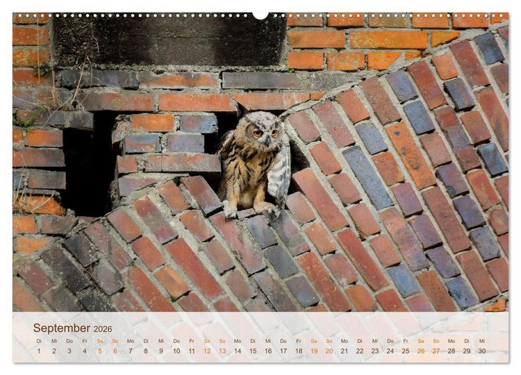 Produktbild: Uhu Highlights (hochwertiger Premium Wandkalender 2026 DIN A2 quer), Kunstdruck in Hochglanz
