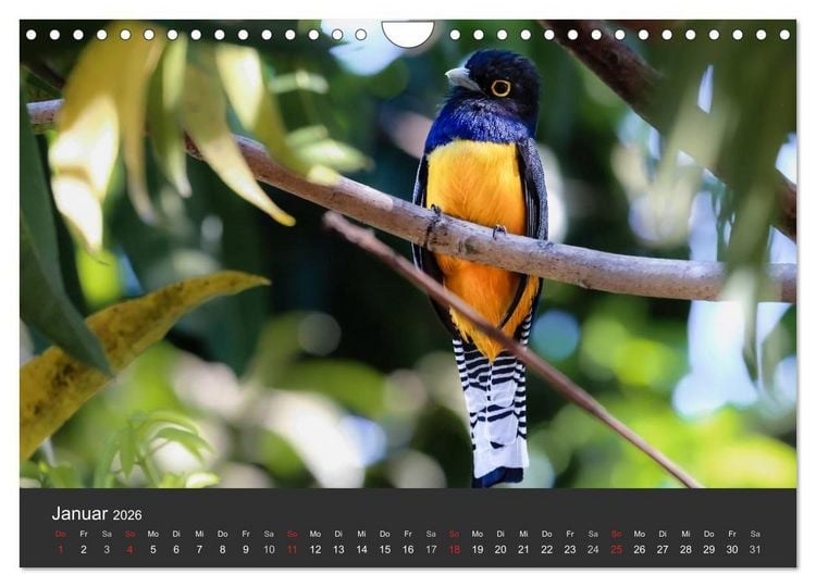 Produktbild: Costa Rica 2026 Exotische Vogelwelt (Wandkalender 2026 DIN A4 quer), CALVENDO Monatskalender