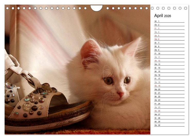 Produktbild: Aus der Kinderstube der Perserkatze (Wandkalender 2026 DIN A4 quer), CALVENDO Monatskalender