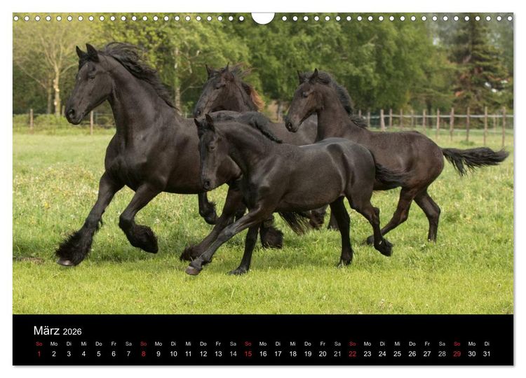 Produktbild: Friesen - Sch&ouml;nheit, Kraft und Eleganz (Wandkalender 2026 DIN A3 quer), CALVENDO Monatskalender