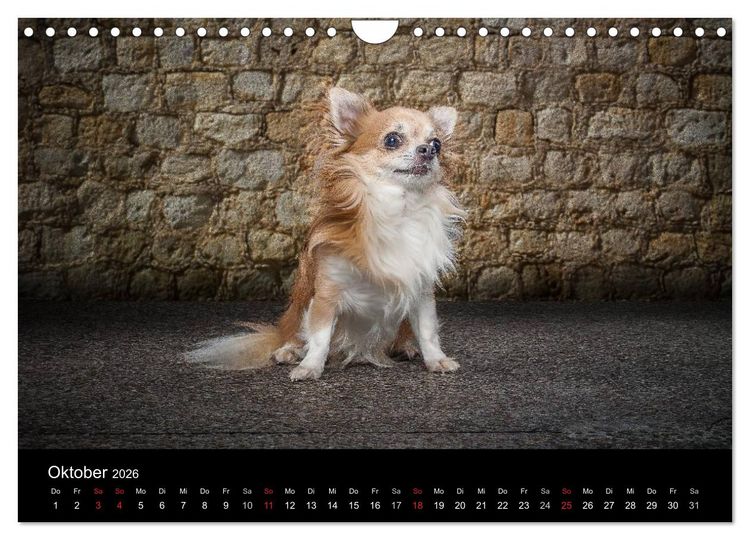 Produktbild: Urban Dogs - Hundekalender der anderen Art (Wandkalender 2026 DIN A4 quer), CALVENDO Monatskalender