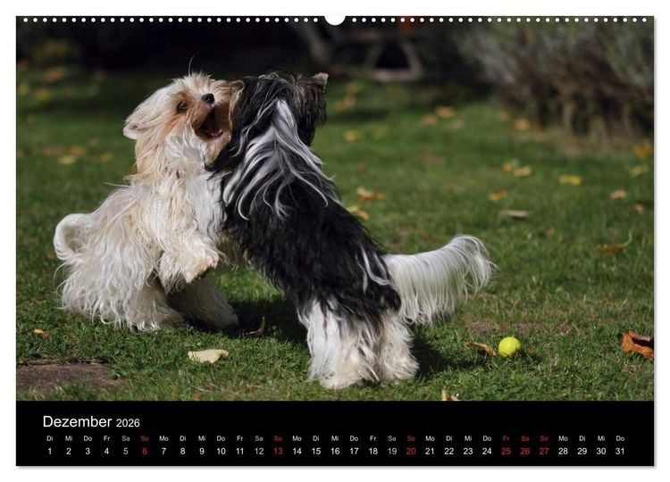 Produktbild: Mit dem Yorki durch das Jahr 2026 (Wandkalender 2026 DIN A2 quer), CALVENDO Monatskalender
