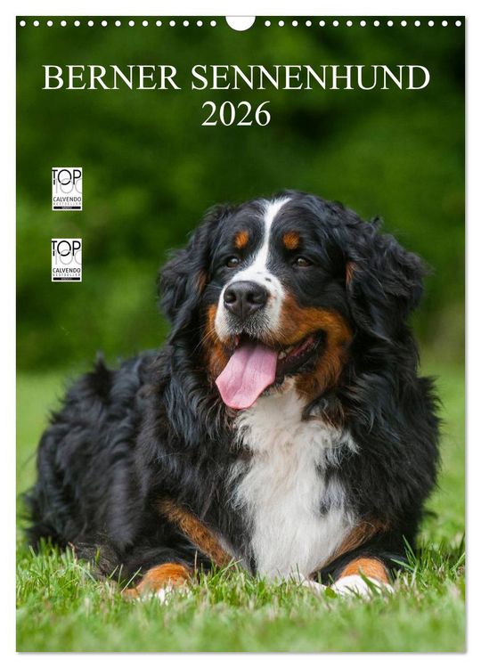 Produktbild: Berner Sennenhund 2026 (Wandkalender 2026 DIN A3 hoch), CALVENDO Monatskalender