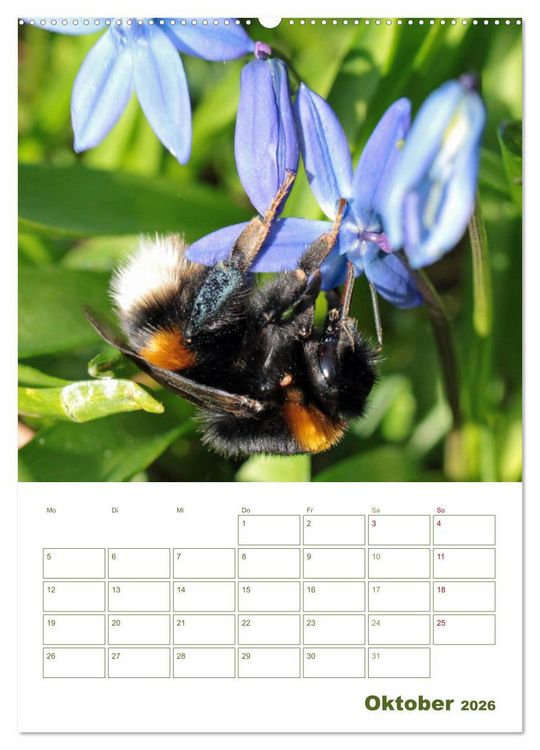 Produktbild: Wildbienen-Terminplaner 2026 (Wandkalender 2026 DIN A2 hoch), CALVENDO Monatskalender