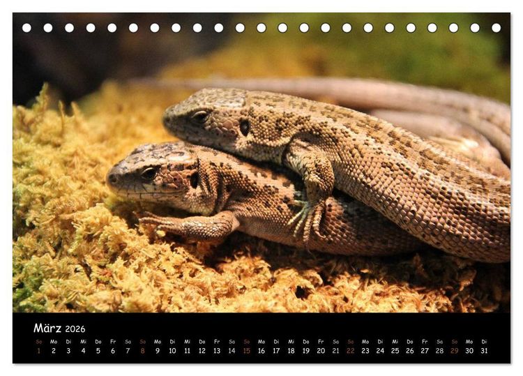 Produktbild: Reptilien 2026 (Tischkalender 2026 DIN A5 quer), CALVENDO Monatskalender