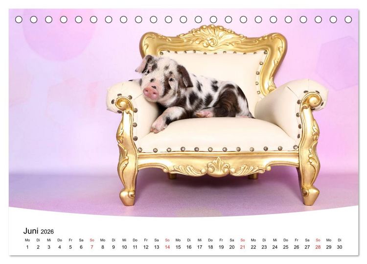 Produktbild: Niedliche Ferkel lovely piglets 2026 (Tischkalender 2026 DIN A5 quer), CALVENDO Monatskalender