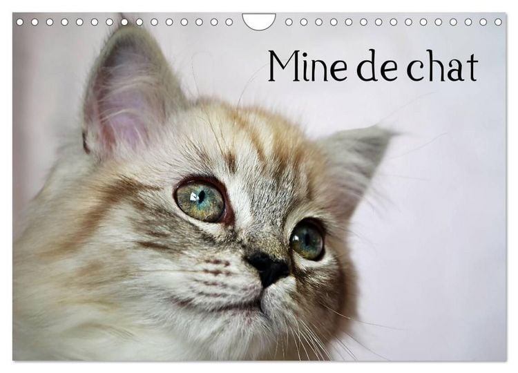 Produktbild: Mine de chat (Calendrier mural 2027 DIN A4 vertical), CALVENDO calendrier mensuel
