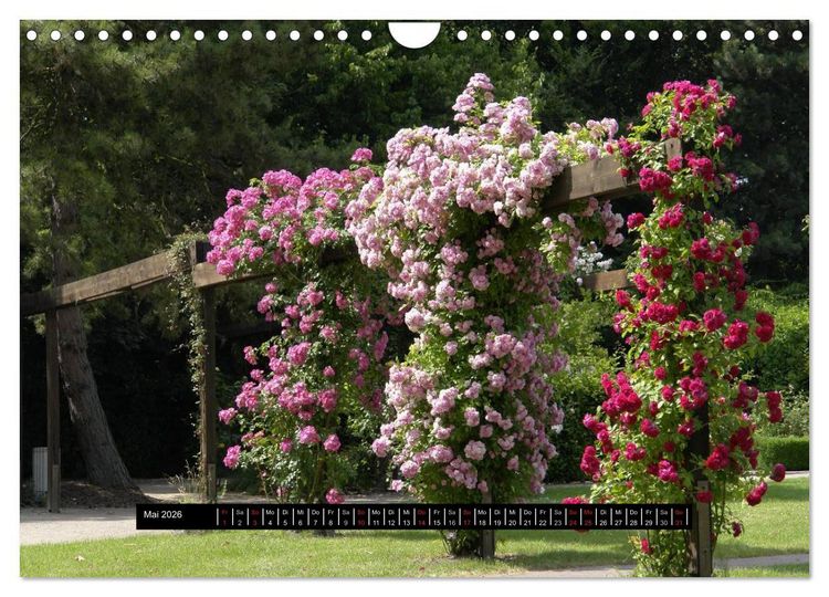Produktbild: Rosen - Parade (Wandkalender 2026 DIN A4 quer), CALVENDO Monatskalender