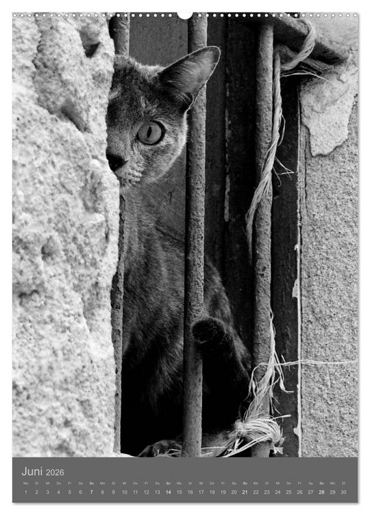 Produktbild: Sonja Heller Katzen in SW-Portraits (hochwertiger Premium Wandkalender 2026 DIN A2 hoch), Kunstdruck in Hochglanz