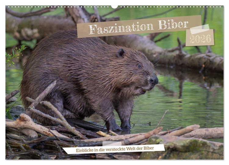Produktbild: Faszination Biber (Wandkalender 2026 DIN A2 quer), CALVENDO Monatskalender
