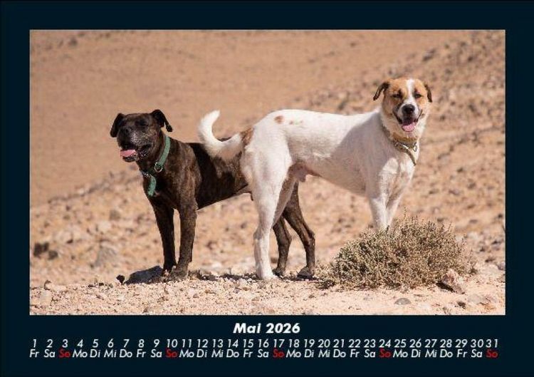 Produktbild: Hunde 2026 Fotokalender DIN A5