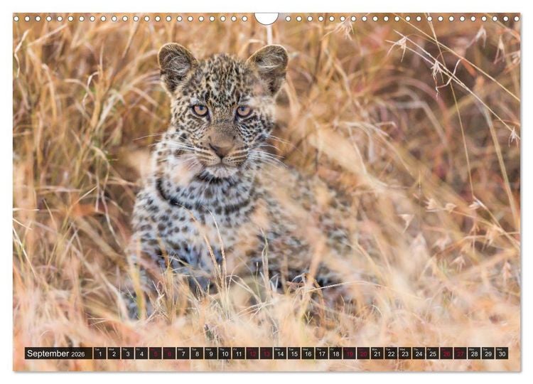 Produktbild: Leopards in the wild (Wall Calendar 2026 DIN A3 landscape), CALVENDO 12 Month Wall Calendar