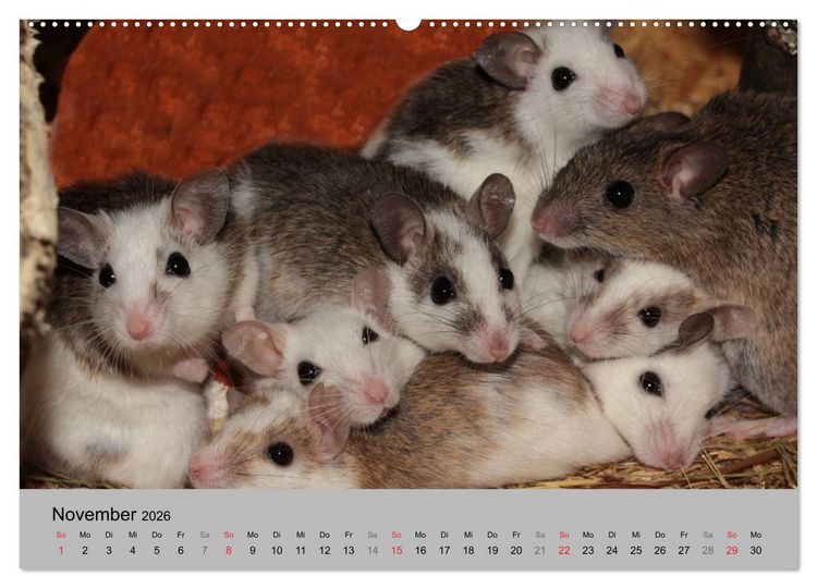 Produktbild: Mausebande (Wandkalender 2026 DIN A2 quer), CALVENDO Monatskalender