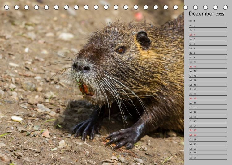 Produktbild: Nutrias (Myocastor coypus) (Tischkalender 2022 DIN A5 quer)