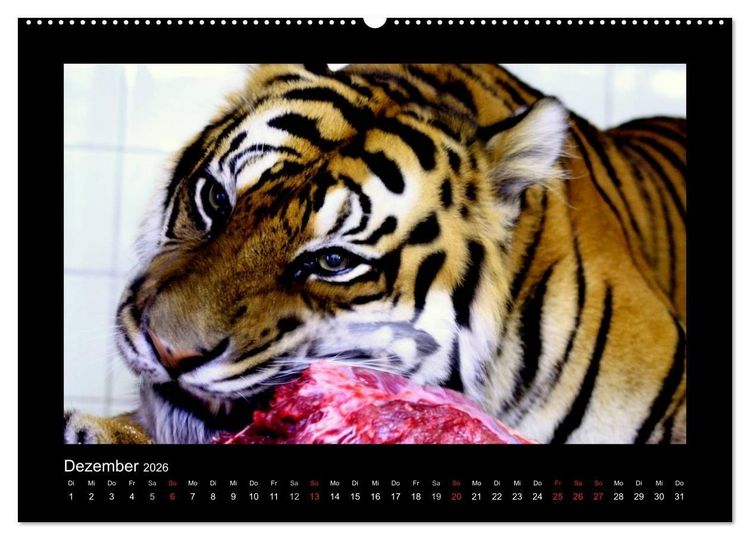 Produktbild: Welt der Katzen - Tiger (hochwertiger Premium Wandkalender 2026 DIN A2 quer), Kunstdruck in Hochglanz