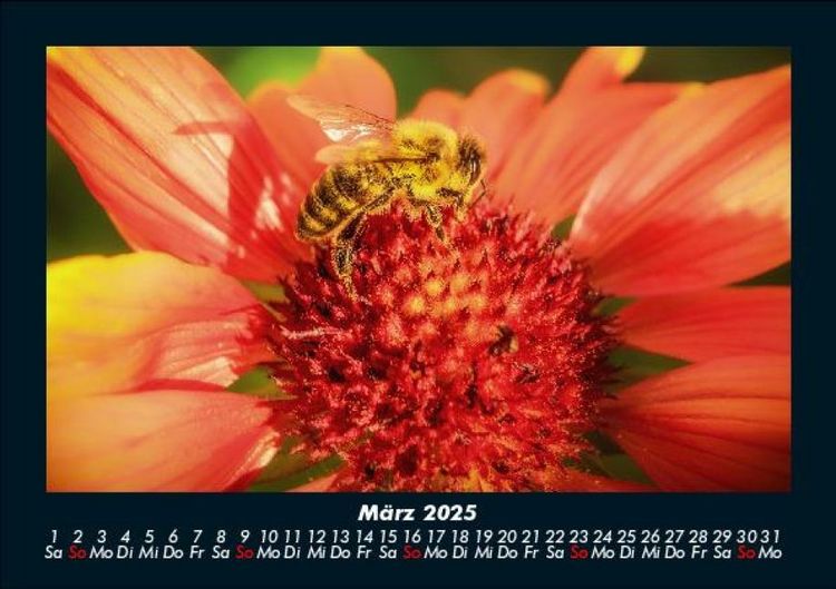 Produktbild: Bienen 2025 Fotokalender DIN A5