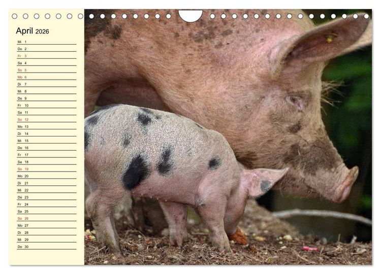 Produktbild: Von S&auml;uen die Schwein haben! (Wandkalender 2026 DIN A4 quer), CALVENDO Monatskalender