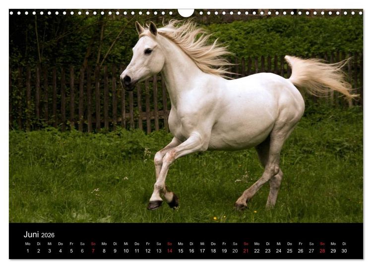 Produktbild: Pferde - m&auml;chtig, stolz & sch&ouml;n (Wandkalender 2026 DIN A3 quer), CALVENDO Monatskalender
