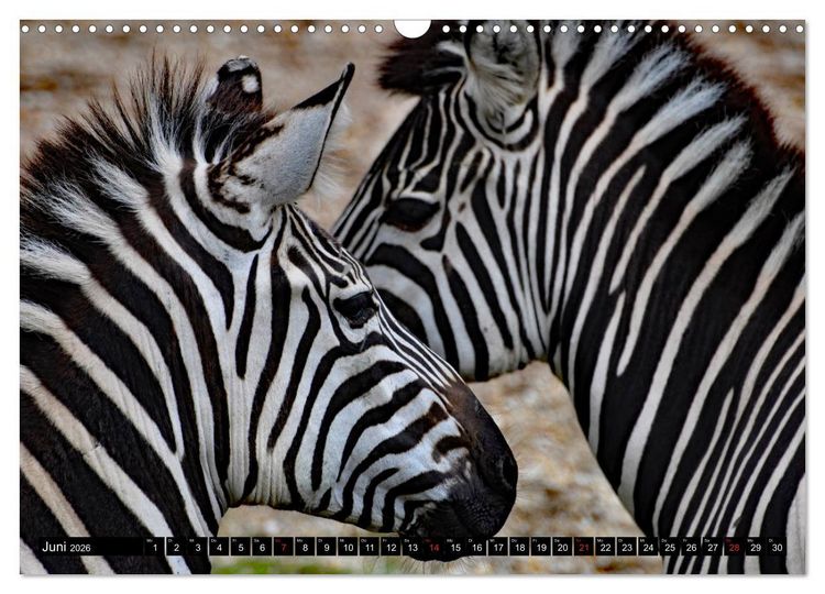 Produktbild: Afrika - Welt der Tiere (Wandkalender 2026 DIN A3 quer), CALVENDO Monatskalender