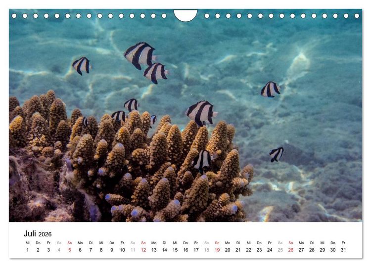 Produktbild: Unterwasserwelt der Malediven II (Wandkalender 2026 DIN A4 quer), CALVENDO Monatskalender