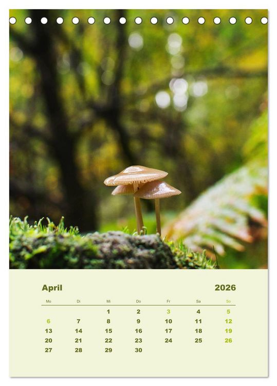 Produktbild: Wundersame Welt der Pilze (Tischkalender 2026 DIN A5 hoch), CALVENDO Monatskalender