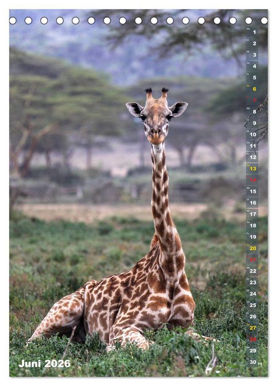 Produktbild: Giraffen - Anmut und Sanftheit (Tischkalender 2026 DIN A5 hoch), CALVENDO Monatskalender