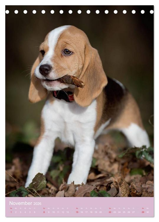 Produktbild: Tierkinder Hunde und Katzen (Tischkalender 2026 DIN A5 hoch), CALVENDO Monatskalender