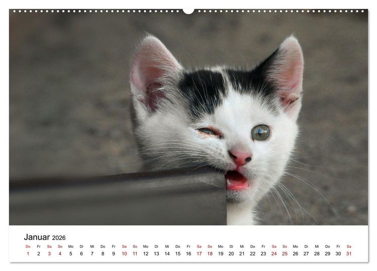 Produktbild: Katzenbabys (Wandkalender 2026 DIN A2 quer), CALVENDO Monatskalender